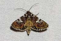Hadena albimacula