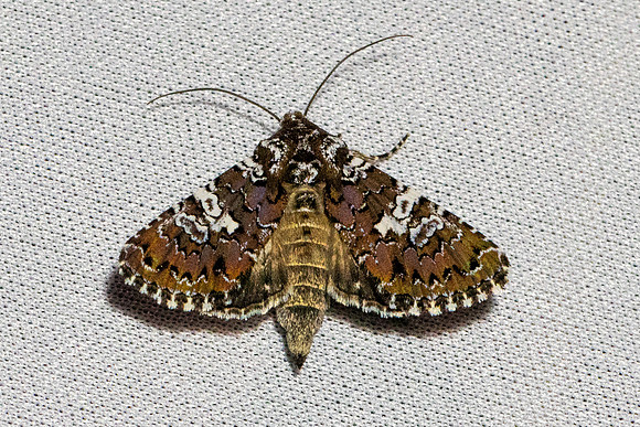 Hadena albimacula-1840 - Caudies de fenouillet - 21/05/26