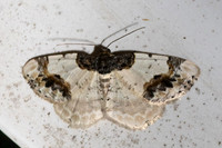 Ligdia adustata
