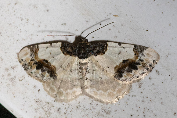Ligdia adustata-1848 - Caudies de Fenouillet - 21/05/26
