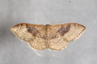 Idaea degeneraria