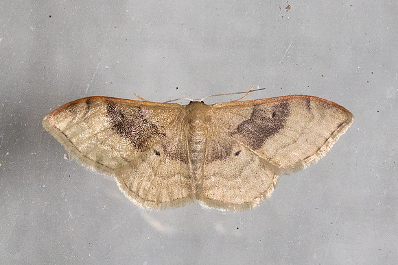 Idaea degeneraria-1846 - Caudies de Fenouilledes - 21/05/26