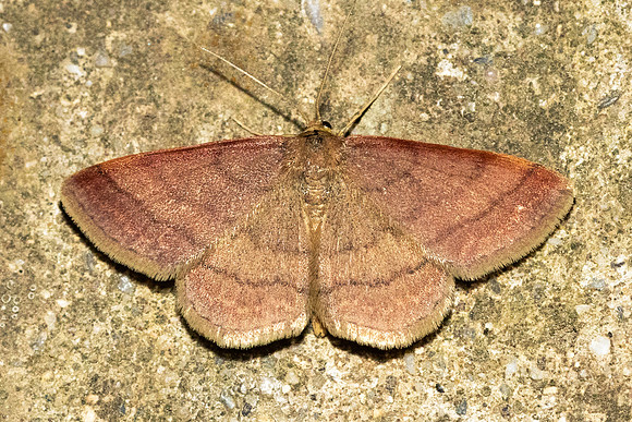 Scopula rubiginata - 1784 - Caudies de Fenouilledes - 21/05/26