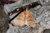 Scoliopteryx libatrix