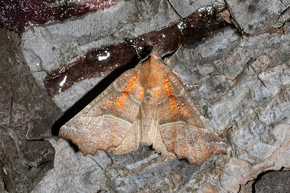 Scoliopteryx libatrix-1789 - Caudies de Fenouilledes - 21/05/26