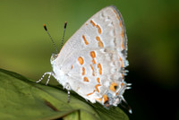 Ministrymon coronta-0813