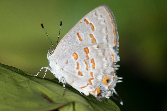 Ministrymon coronta-0813