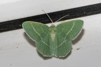 Chlorissa viridata