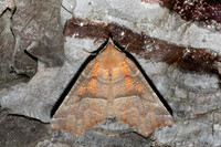 Scoliopteryx libatrix-1797 - Caudies de fenouilledes - 21/05/26