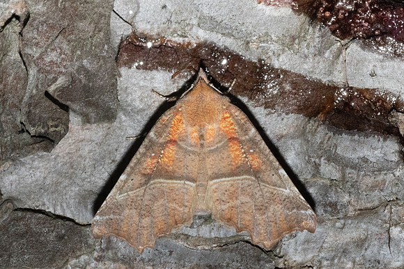 Scoliopteryx libatrix-1797 - Caudies de fenouilledes - 21/05/26