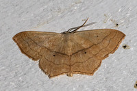 Scopula imitaria-2963 - Caudiès de fenouilledes - 22/05/26