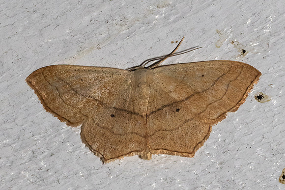 Scopula imitaria-2963 - Caudiès de fenouilledes - 22/05/26