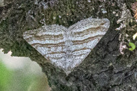 Scotopteryx coarctaria