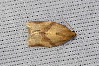 Clepsis consimilana-3617 - Caudies de fenouilledes 23/05/26