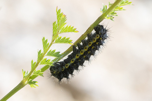 Chenille saturnia pavonia-4073