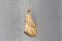 Evergestis forficalis-8280 - Castelnau de Guers - 18/04/26
