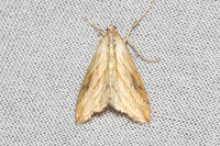 Evergestis forficalis-8388 - Castelnau de Guers - 18/04/26