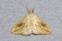 Evergestis forficalis