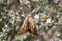 Stemmatophora borgialis