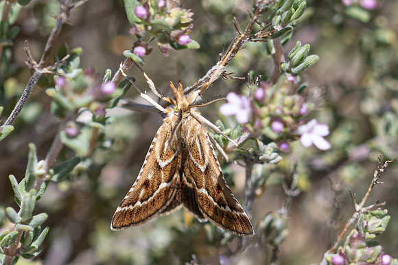 Stemmatophora borgialis-1048 - Artigues - 7/05/26