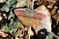 Phytometra viridaria-0657 - Artigues - 7/05/26