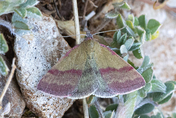 Phytometra viridaria-0661 - Artigues - 7/05/26