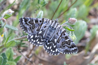 Euclidia mi
