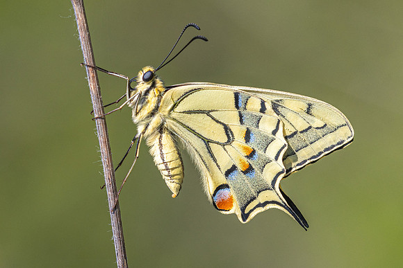 Papilio machaon-4878 - Castelnau de guers - 26/05/26