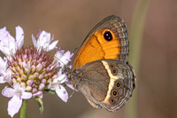 Pyronia bathseba-4850 - Pyronia bathseba - 26/05/26