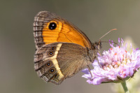 Pyronia bathseba-4793 - Castelnau de Guers - 26/05/26