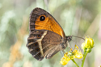 Pyronia bathseba-4742 - Castelnau de Guers - 25/05/26