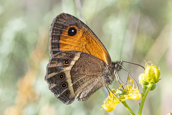 Pyronia bathseba-4742 - Castelnau de Guers - 25/05/26