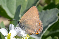 Satyrium esculi-4709