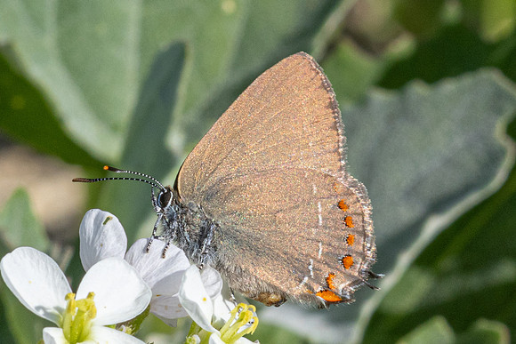Satyrium esculi-4709