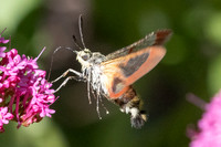 Hemaris fuciformis-9769- Le Beausset - 5/05/26