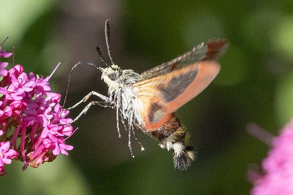 Hemaris fuciformis-9769- Le Beausset - 5/05/26