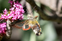 Hemaris fuciformis-9772 - Le Beausset - 5/05/26