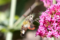 Hemaris fuciformis-9775- Le Beausset - 5/05/26
