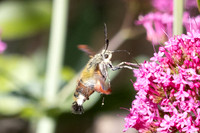 Hemaris fuciformis-9776- Le Beausset - 5/05/26