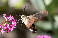 Hemaris fuciformis-9809- Le Beausset - 5/05/26