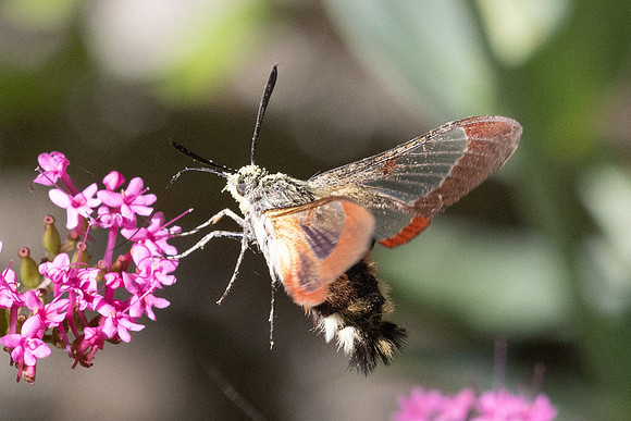 Hemaris fuciformis-9809- Le Beausset - 5/05/26