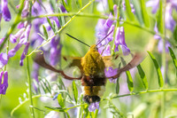 Hemaris fuciformis-4492- Salvezines - 24/05/26