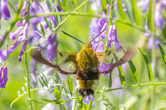 Hemaris fuciformis-4492- Salvezines - 24/05/26