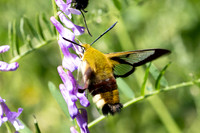 Hemaris fuciformis-4484- Salvezines - 24/05/26