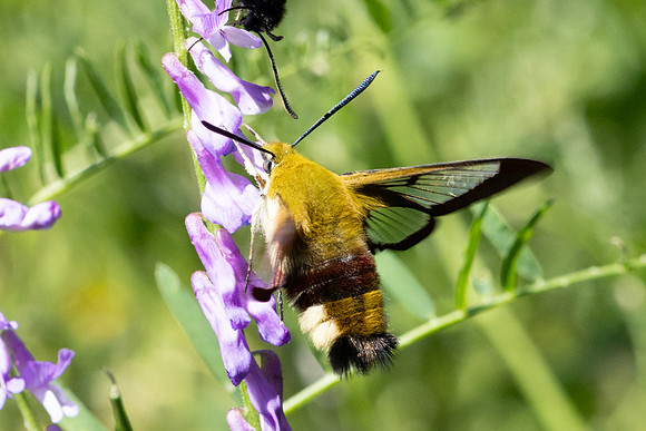 Hemaris fuciformis-4484- Salvezines - 24/05/26
