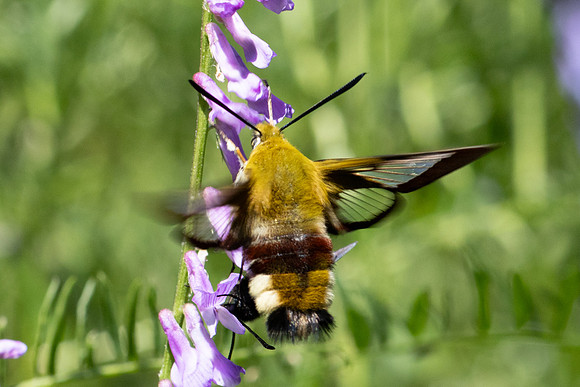 Hemaris fuciformis-4486- Salvezines - 24/05/26