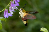 Hemaris fuciformis-4519- Salvezines - 24/05/26