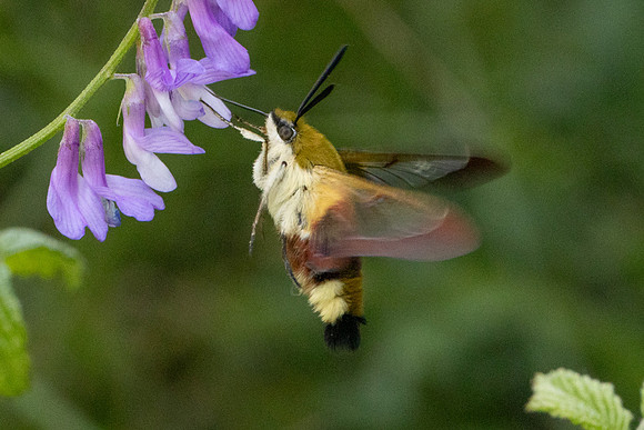 Hemaris fuciformis-4519- Salvezines - 24/05/26