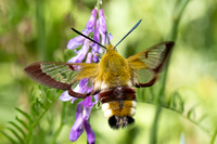 Hemaris fuciformis-4483- Salvezines - 24/05/26