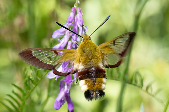 Hemaris fuciformis-4483- Salvezines - 24/05/26